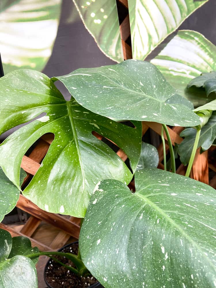 Thai Constellation Monstera