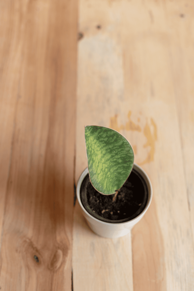 whale fin plant in tan pot