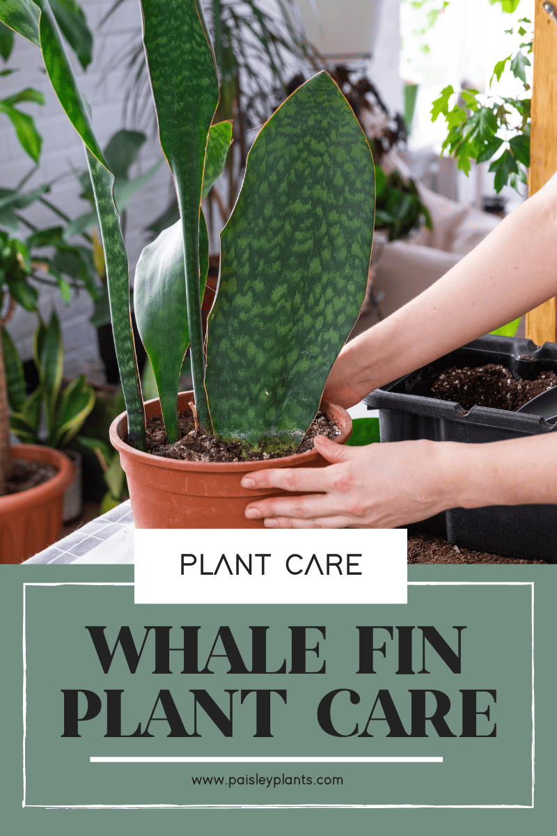 Whale Fin Snake Plant Care