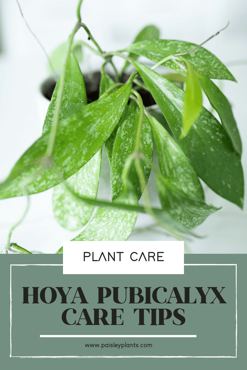 Hoya Pubicalyx Care