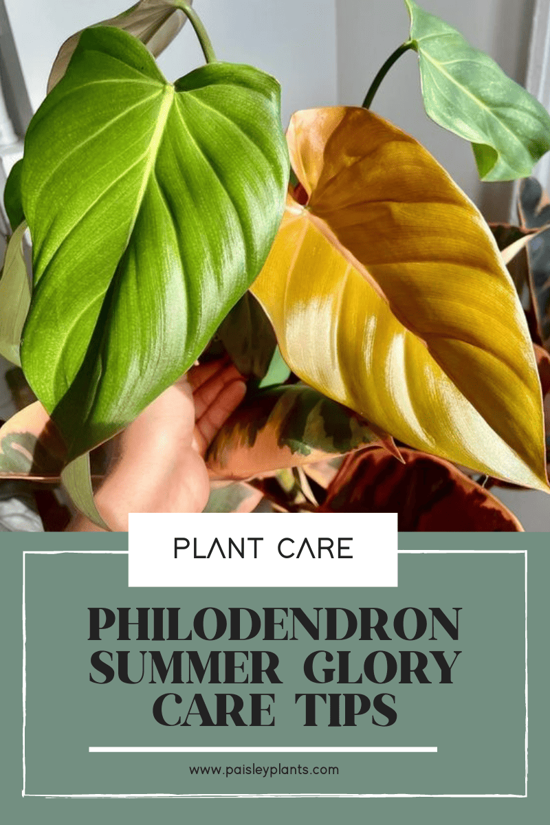 Philodendron Summer Glory Care