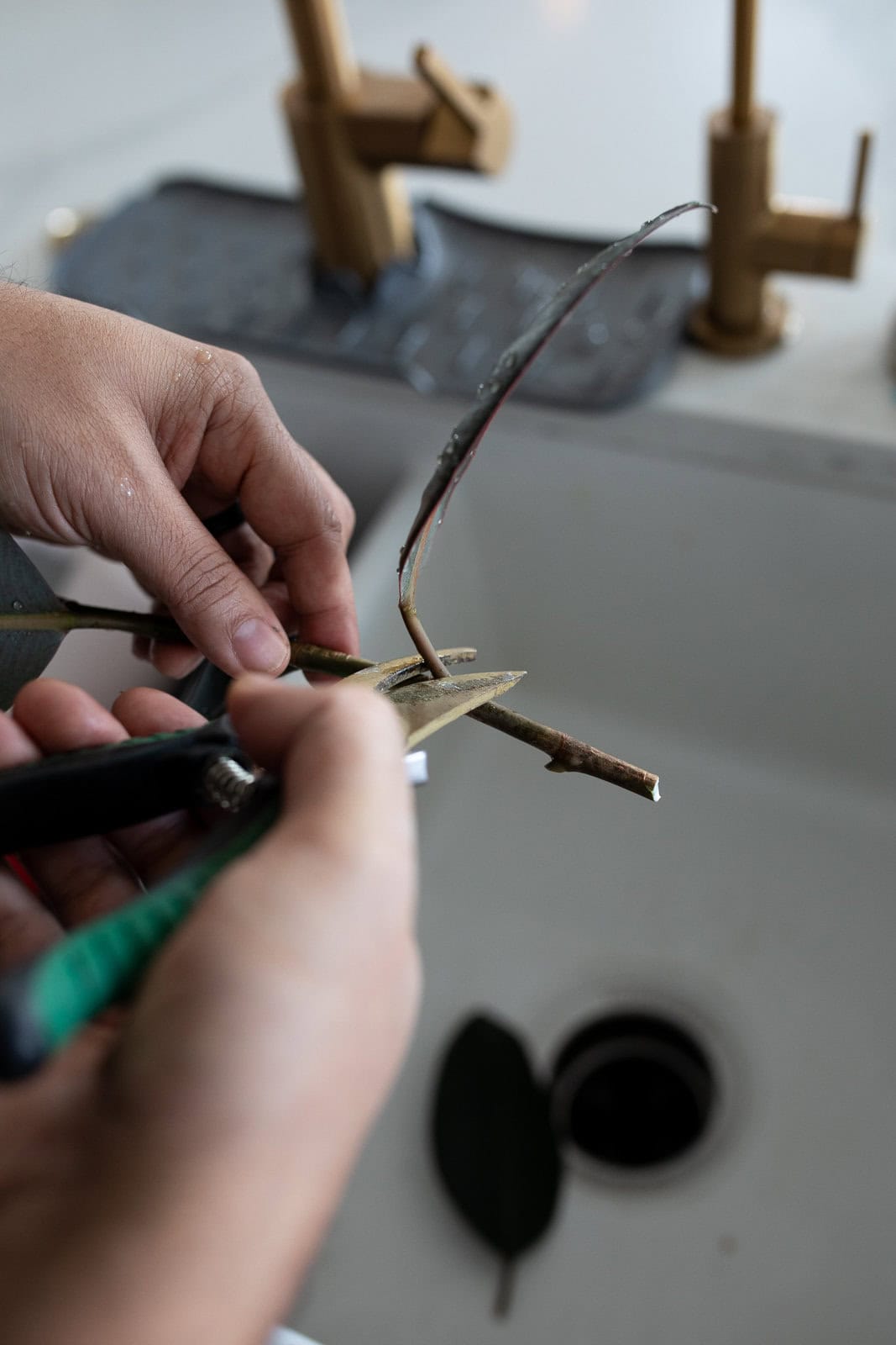 cutting the leaves off of a rubber plant.