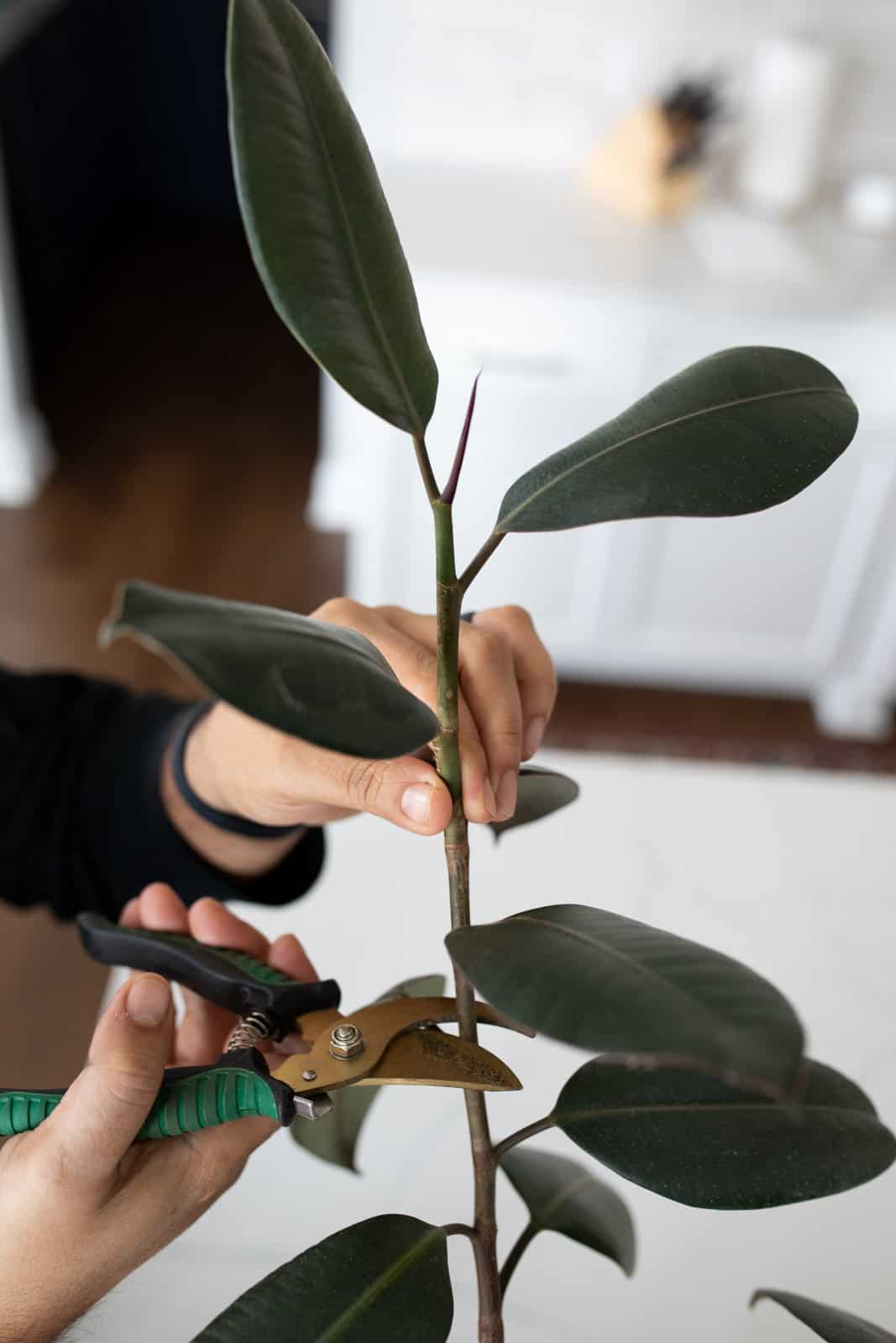 cutting the stem of a rubber plant
