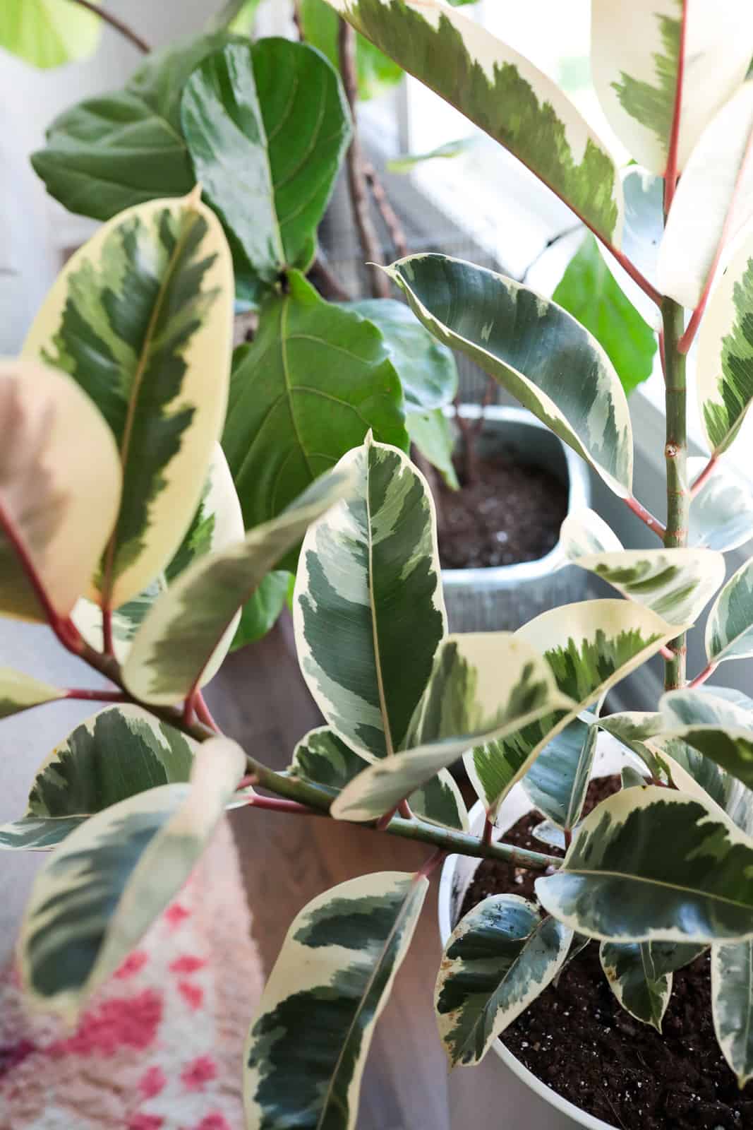 variegated rubber plant