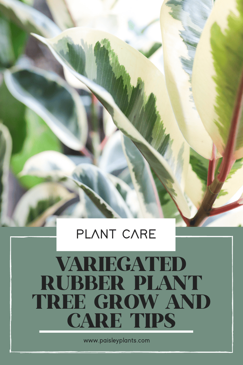 Variegated Rubber Plant Tree Grow and Care Tips