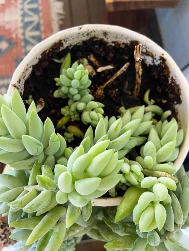 How to Propagate a Burro’s Tail: 3 Ways