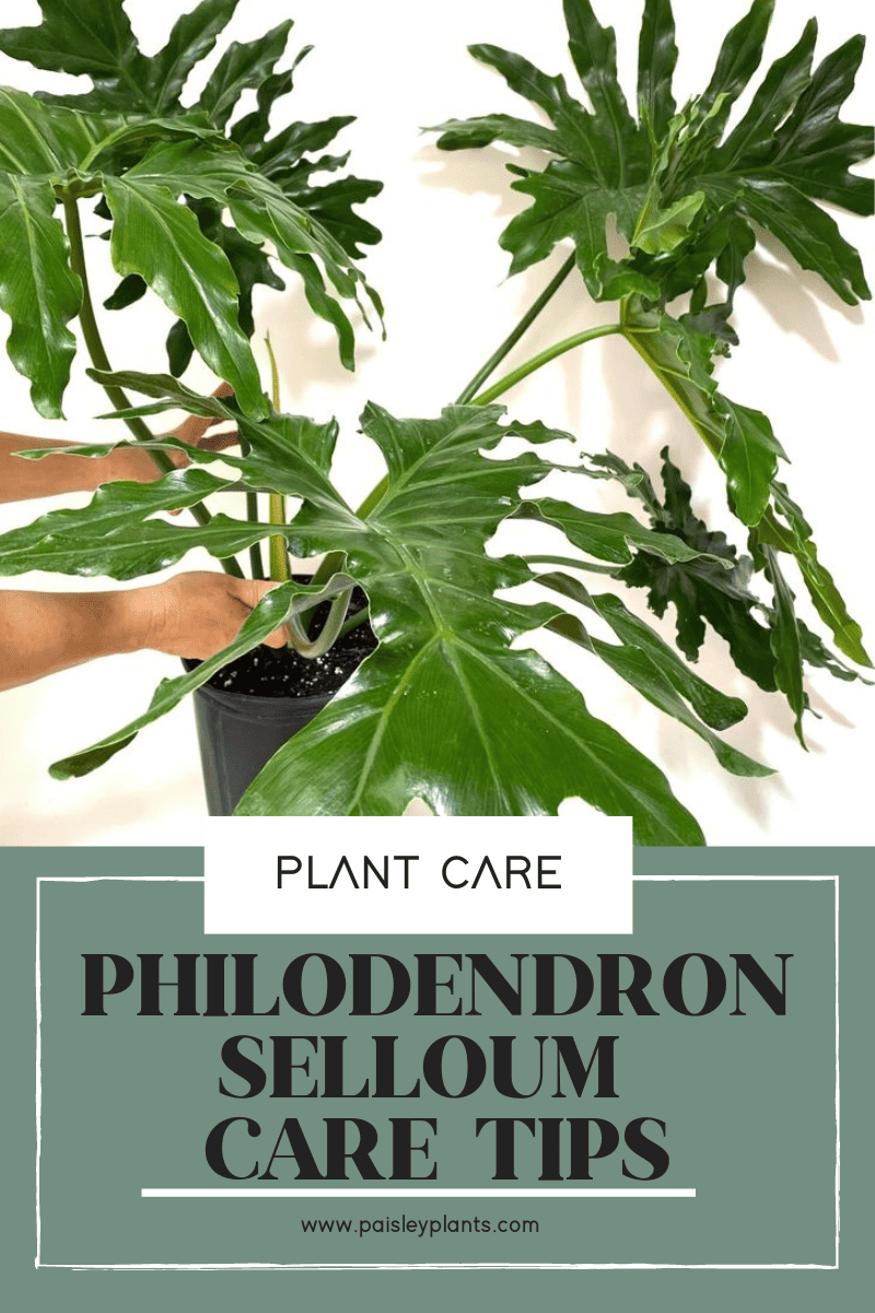 Philodendron Selloum Plant Care Tips and Grow Guide