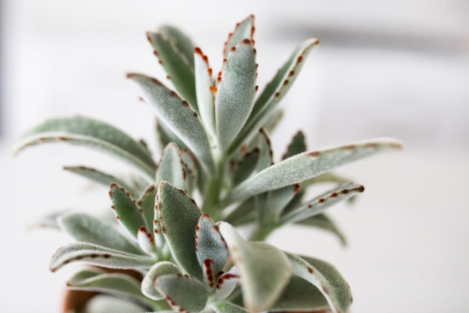 Rooted Panda Panda Plant (Kalanchoe Tomentosa) Care Tips & Varieties