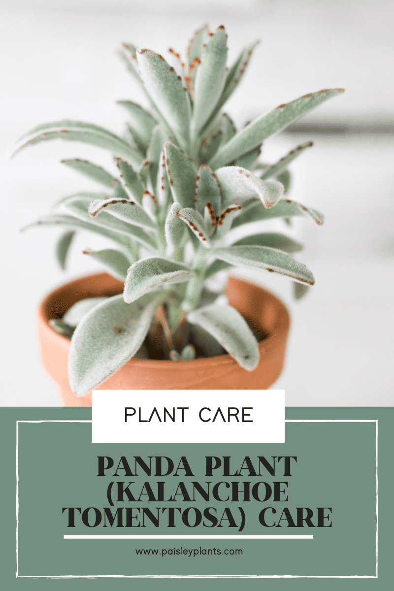 Panda Plant (Kalanchoe Tomentosa) Care