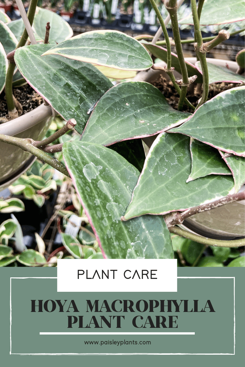 Hoya Macrophylla Care