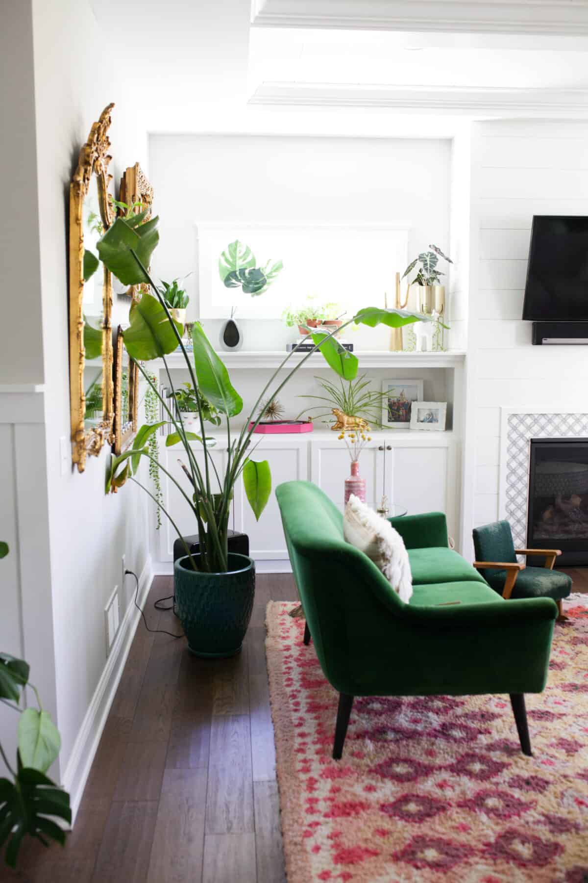 bird of paradise plant behind loveseat in living room