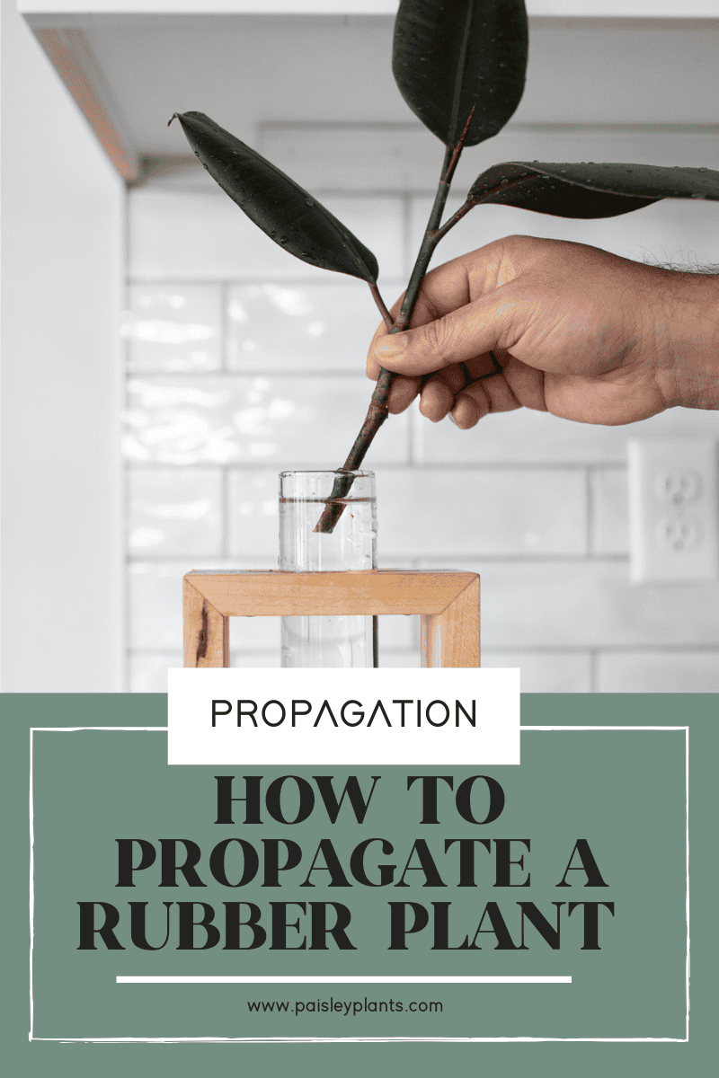 HOW TO PROPAGATE A RUBBER PLANT
